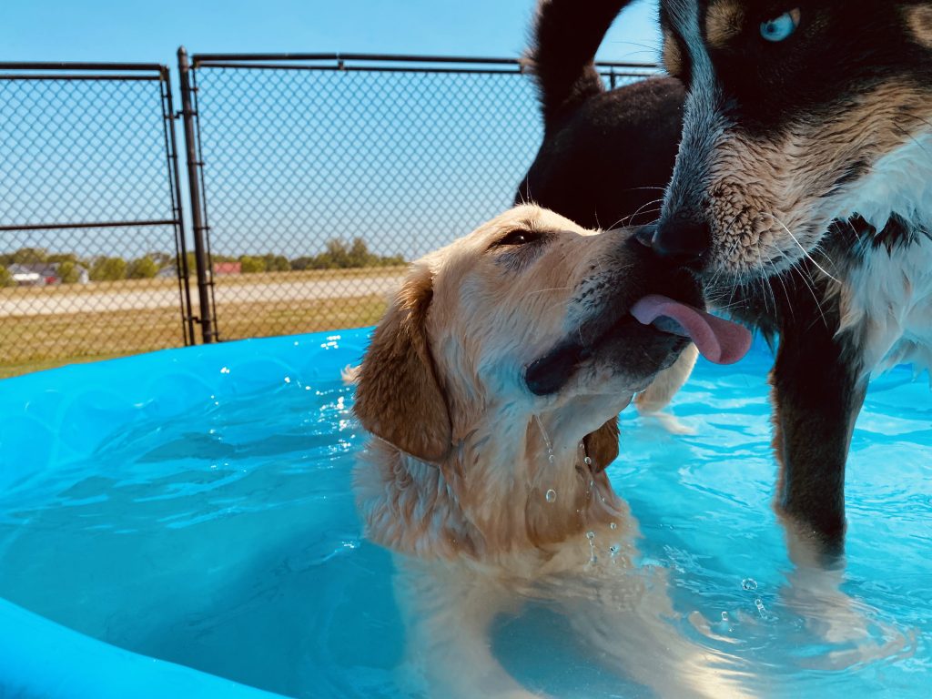 Summer Fun for Dogs! - Wagging Tails Pet Resort