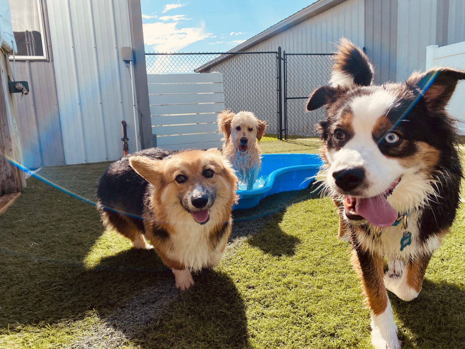 Countryside Pet Resort & Spa Kennels Zeeland, Michigan